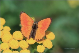 <p>OHNIVÁČEK CELÍKOVÝ (Lycaena virgaureae) ---- /Scarce copper - Dukatenfalter/</p>
